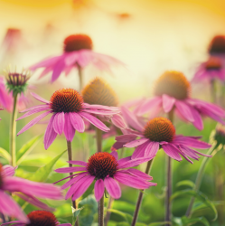 Echinacea grown in NZ to support a healthy immune system and stress response
