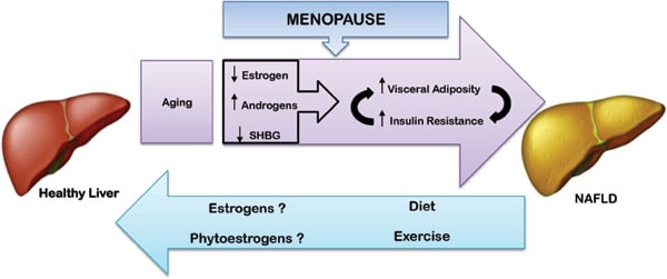 Hormones and liver function during menopause