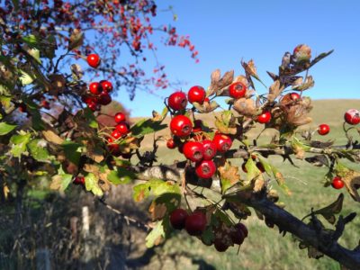 Hawthorn leaf and berries for heart health